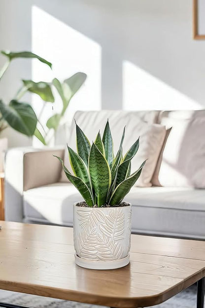 5.5 Inch Ceramic Planter Pots with Drainage Holes, Saucers for Indoor-Outdoor Plants, Succulent Orchid Flower Large Round Plant Pot Lvory White