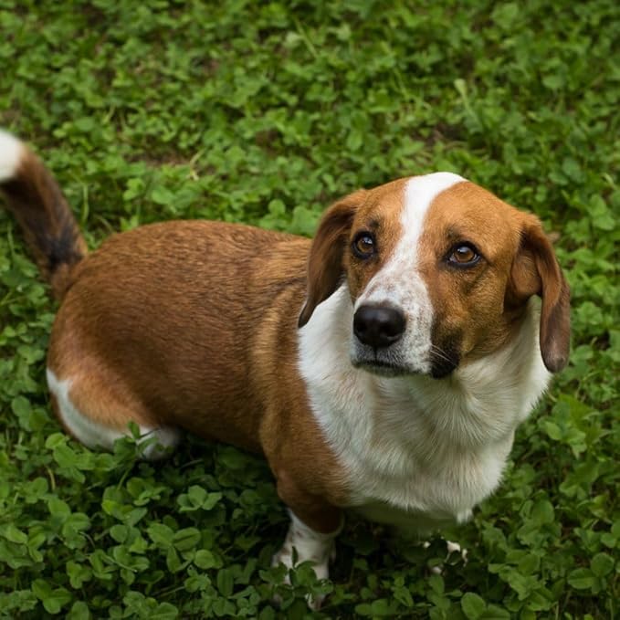 Flawn Seed Dutch White Clover Seed, 5 Lbs, Organic Coated, Natural Lawn, Ground Cover, Food Plot, Zones 3-9, Covers up to 18,000 Sqft