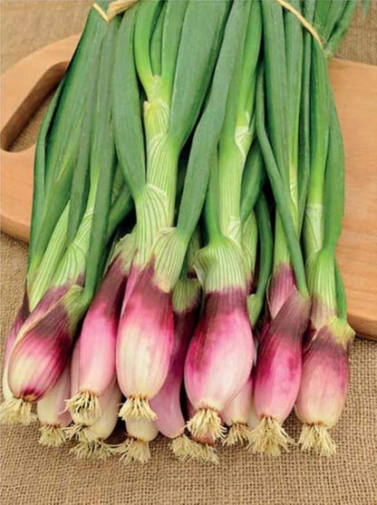 Seeds Red Welsh Bunching Onion - Heirloom Vegetable - GMO Free