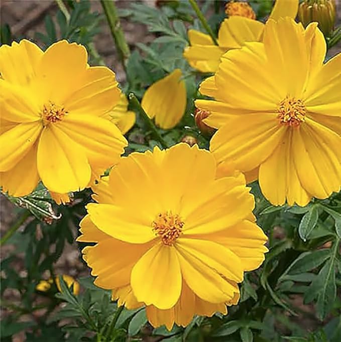 Tall Yellow Sulphur Cosmos Seeds - Good Results in All Zones - 4 Feet Tall