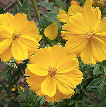Tall Yellow Sulphur Cosmos Seeds - Good Results in All Zones - 4 Feet Tall