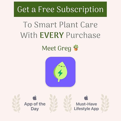 American Plant Exchange Snake Plant – Medium 6-Inch Pot Yellow Sansevieria Trifasciata, Drought-Tolerant, Air-Purifying Live Houseplant for Home, Office, or Outdoor Patio Garden Décor