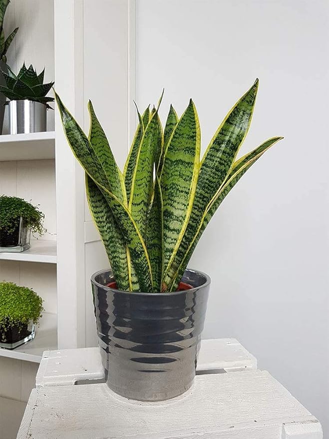 American Plant Exchange Snake Plant – Medium 6-Inch Pot Yellow Sansevieria Trifasciata, Drought-Tolerant, Air-Purifying Live Houseplant for Home, Office, or Outdoor Patio Garden Décor