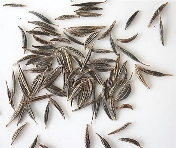 Tall Yellow Sulphur Cosmos Seeds - Good Results in All Zones - 4 Feet Tall