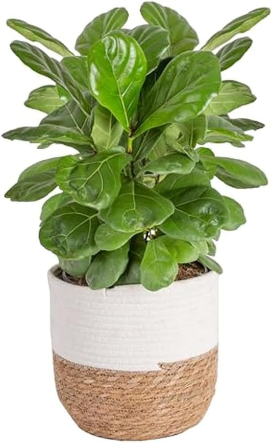 Costa Farms Fiddle Leaf Fig, Live Indoor Ficus Lyrata House Plant Potted in Modern Decor Planter, Floor Plant in Potting Soil Mix, Housewarming Gift, Room, Home, Office Decor, 2-3 Feet Tall