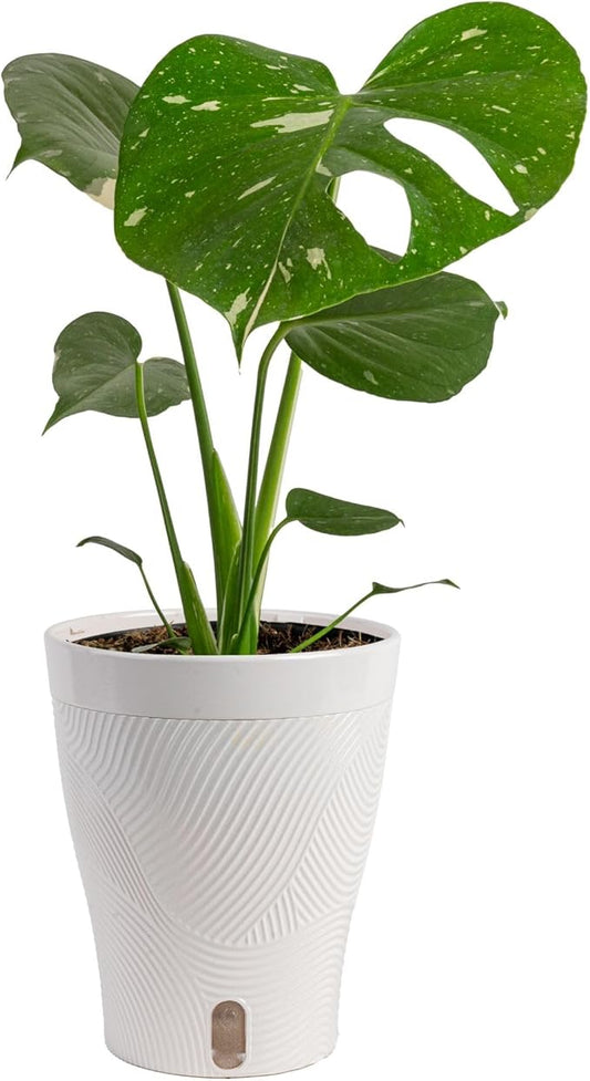 Costa Farms Live Plant, Thai Constellation Monstera House Plant, Self-Watering Plant Pot, Trending Tropicals Collection for Home and Room Decor, 16-Inches Tall
