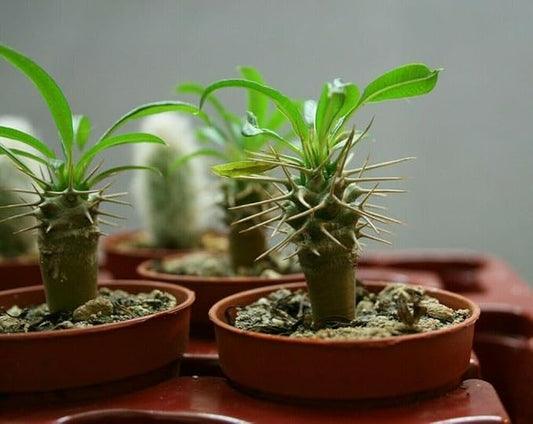 Gardenera Premium Madagascar Palm Potting Mix - Crafted for Thriving Growth and Unique Elegance - 1 Quart