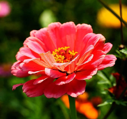 Zinnia Elegans Seeds Mix for Planting - 1000 Zinnia Elegans Seeds Flower Seeds for Outdoor Home Garden Flower Seeds Gardening Supplies