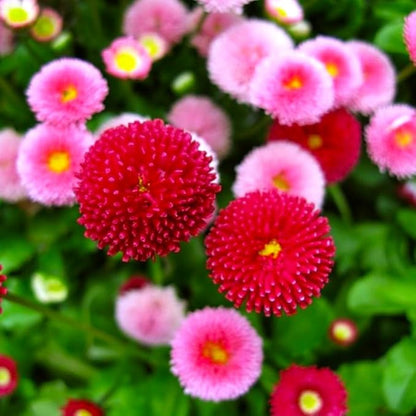 English Daisy Pompon Seed Mix 400+ Seeds for Planting Non-GMO