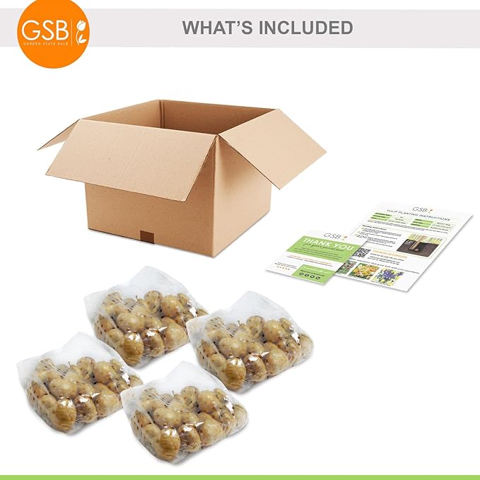 Garden State Bulb Bright Sunshine Mix Single Late Tulip Flower Bulbs, 12/+ cm, Fall Planting (Bag of 100)