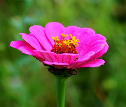 Zinnia Elegans Seeds Mix for Planting - 1000 Zinnia Elegans Seeds Flower Seeds for Outdoor Home Garden Flower Seeds Gardening Supplies