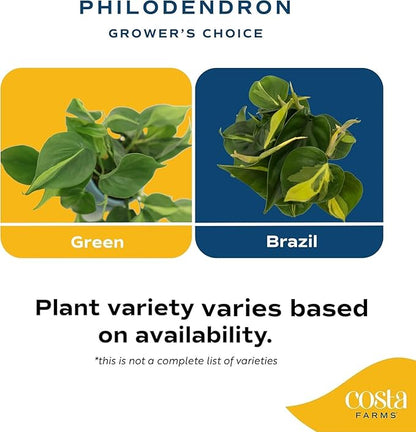 Costa Farms Philodendron Live Plant, Grower's Choice Indoor House Plant, Easy to Grow Vining Houseplant in Decorative Plant Pot, Climbing Trellis, Living Room Home or Office Decor, Birthday Gift