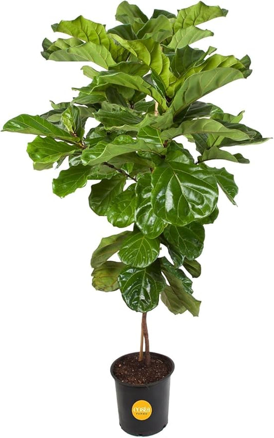 Costa Farms Fiddle Leaf Fig Tree, Live Indoor Plant in Rustic Decor Planter, Natural Air Purifying Houseplant, Housewarming, Birthday, Home Living Room, Desk and Office Decor, 3-4 Feet Tall