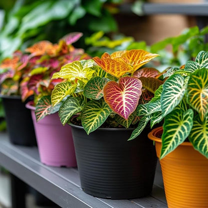 100pcs Rainbow Dragon Coleus Seeds for Planting, Vibrant Foliage, Easy to Grow, Perennial Shade Plant for Garden & Pots