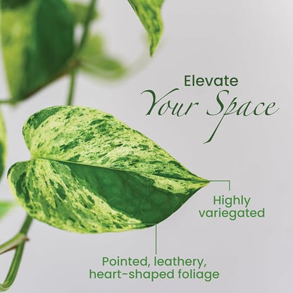 American Plant Exchange Marble Queen Pothos – Live 8-Inch Hanging Basket, Easy-Care Air Purifying Trailing Vine, Fast-Growing Houseplant for Hanging Planters, Shelves & Indoor Home or Office Décor