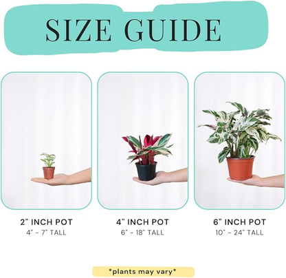 CoollectivePlants Monstera Thai Constellation – Rare Monstera Live Plant in 4″ Grower’s Pot, Low Maintenance Indoor Houseplant, Includes UniHeat Pack for Winter Protection