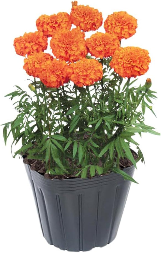 4 Marigold Plants, Orange Marigold Live Plants, Live Marigold Plants, 4 to 7 Inc Tall