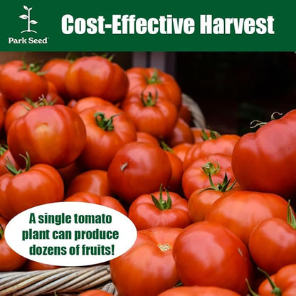Park Seed Variety of Tomato Seeds, Planting Vegetables, Easy to Grow, Non-GMO, Perfect for Harvesting, Big Beef Hybrid, Pack of 30