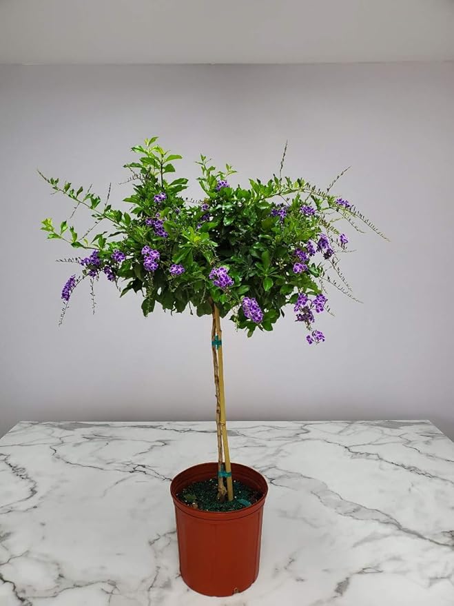Duranta Tree Live Plant - Purple Showers - Overall Height 36" to 42" - Tropical Plants of Florida (Plant in Growers Pot)