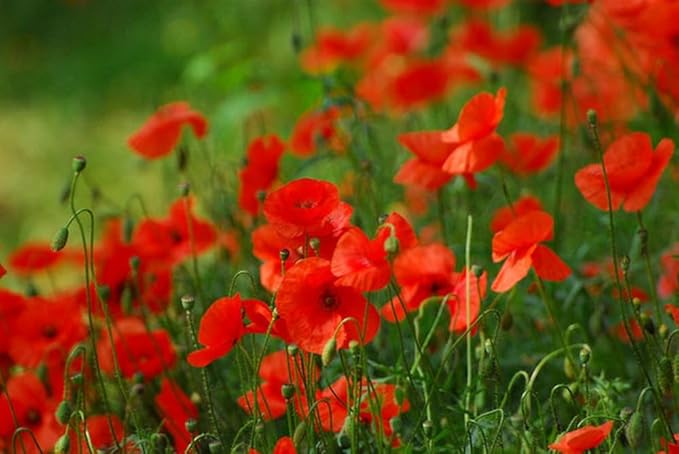 Red Corn Poppy Flower Seeds (Papaver Rhoeas), Pack of 100,000+ Seeds by Seeds2Go