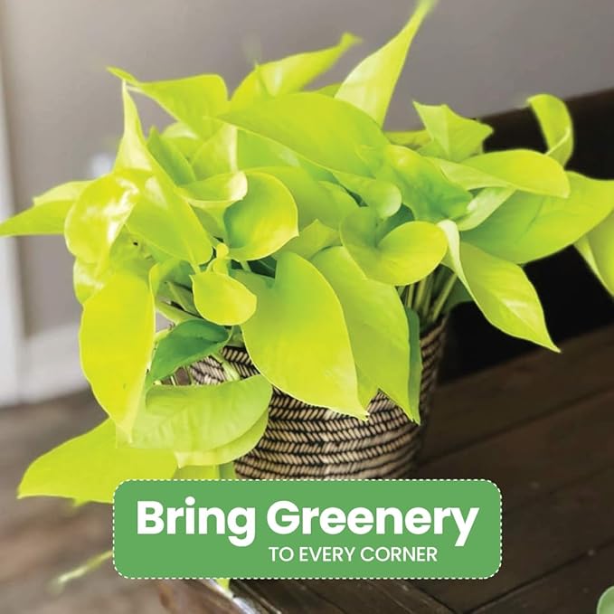 American Plant Exchange Neon Pothos – Live 8-Inch Hanging Basket, Bright Green Trailing Vine, Easy-Care Air Purifying Houseplant for Hanging Planters, Shelves & Indoor Home or Office Décor