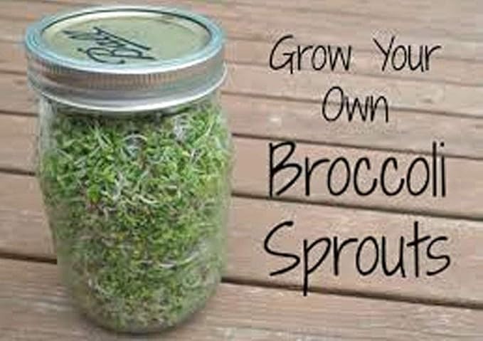 8 oz Broccoli Seed, Non-GMO Broccoli Seeds for Sprouting Sprouts Microgreens, Pure Seed. Country Creek LLC. Brand