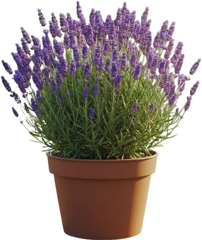 Lavender Plant Live Outdoor, Live Lavender Plant, 5 Inches Pot, Fragrant Perennial Herb Gardening