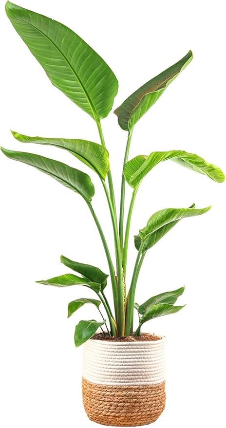 Costa Farms White Bird of Paradise Live Plant in Decorative Pot, Large Indoor Houseplant, Perfect for Home, Room, or Office Decor, Great House Warming or Birthday Gift, 3-4 Feet Tall