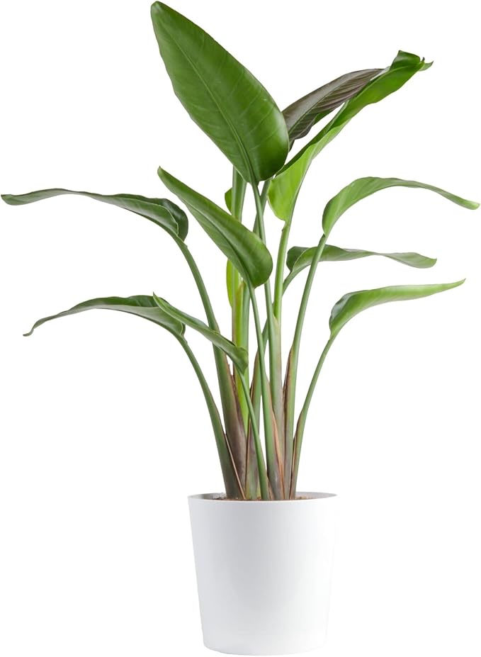 Costa Farms White Bird of Paradise Live Plant in Decorative Pot, Large Indoor Houseplant, Perfect for Home, Room, or Office Decor, Great House Warming or Birthday Gift, 3-4 Feet Tall