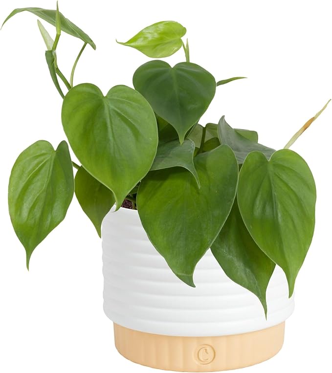 Costa Farms Philodendron Live Plant, Grower's Choice Indoor House Plant, Easy to Grow Vining Houseplant in Decorative Plant Pot, Climbing Trellis, Living Room Home or Office Decor, Birthday Gift