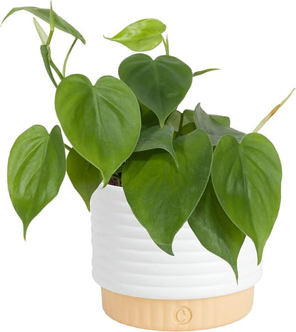 Costa Farms Philodendron Live Plant, Grower's Choice Indoor House Plant, Easy to Grow Vining Houseplant in Decorative Plant Pot, Climbing Trellis, Living Room Home or Office Decor, Birthday Gift