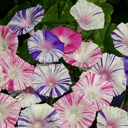Seeds Flowers Morning Glory Carnival Mix - 25 Seeds