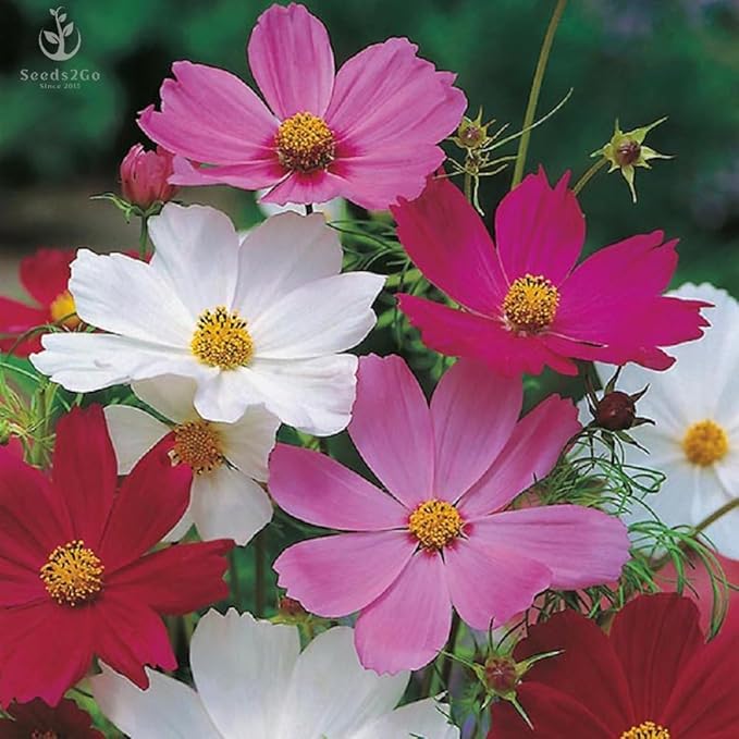 2000 Sensation Mix Cosmos Bipinnatus Seeds, by Seeds2Go