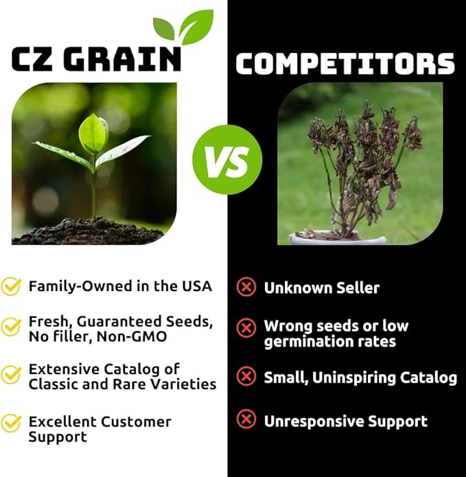 Prechilled Strawberries and Cream Tulip Bulbs to Force Indoors - Grow in Just Water Indoors Now (20 Bulbs)