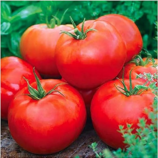Ace 55 Tomato Seeds - Large Tomato - One of The Most Delicious Tomatoes for Home Growing,