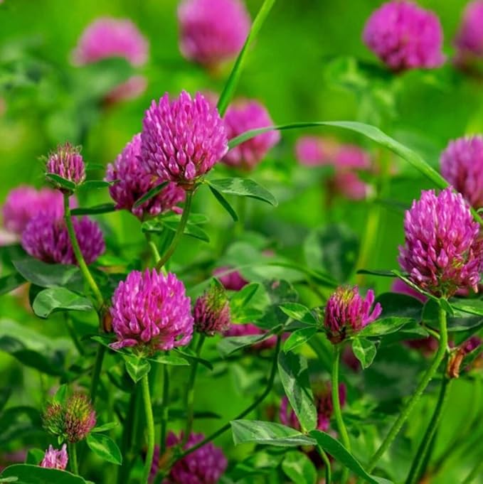 Todd's Seeds Red Clover Seeds, Non-GMO, Chemical Free, High Germination (One Pound)