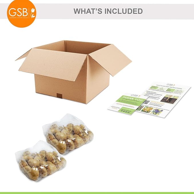 Garden State Bulb Purple Reflection Mixed Triumph Tulip Flower Bulbs, 11/12cm, Fall Planting (Bag of 50)