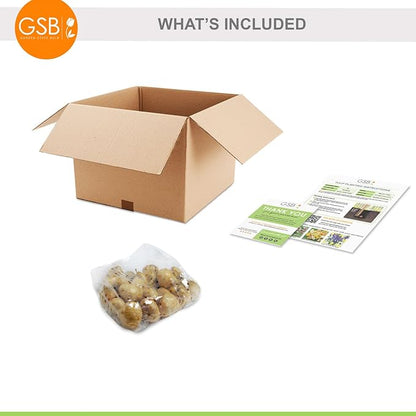 Garden State Bulb Bright Sunshine Mix Single Late Tulip Flower Bulbs, 12/+ cm, Fall Planting (Bag of 25)