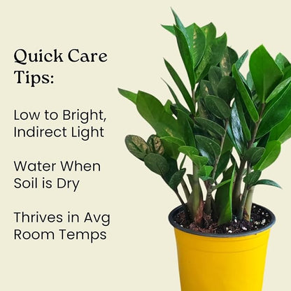 ZZ Plant Live Houseplant – Zamioculcas Zamiifolia in 6-Inch Nursery Pot – Easy Care Indoor Plant for Low Light – Air Purifying, Drought Tolerant – Overall Height 14" to 18"