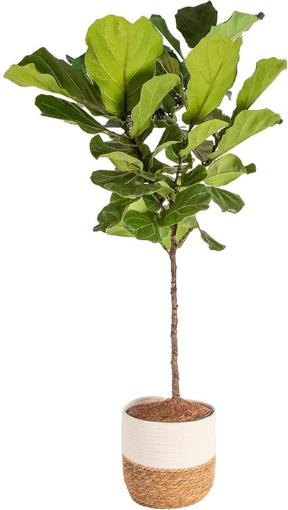 Costa Farms Fiddle Leaf Fig Tree, Ficus Lyrata Live Indoor Floor Houseplant in Decor Planter, Tropical Plant for Home Potted in Soil, Home and Office Decor, Housewarming Gift, 3-4 Feet Tall