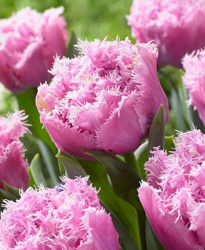 30PCS Rainbow Tulip Bulbs Fringed Mixture Tulips Flower Bulbs Fall Planting for Spring Blooms