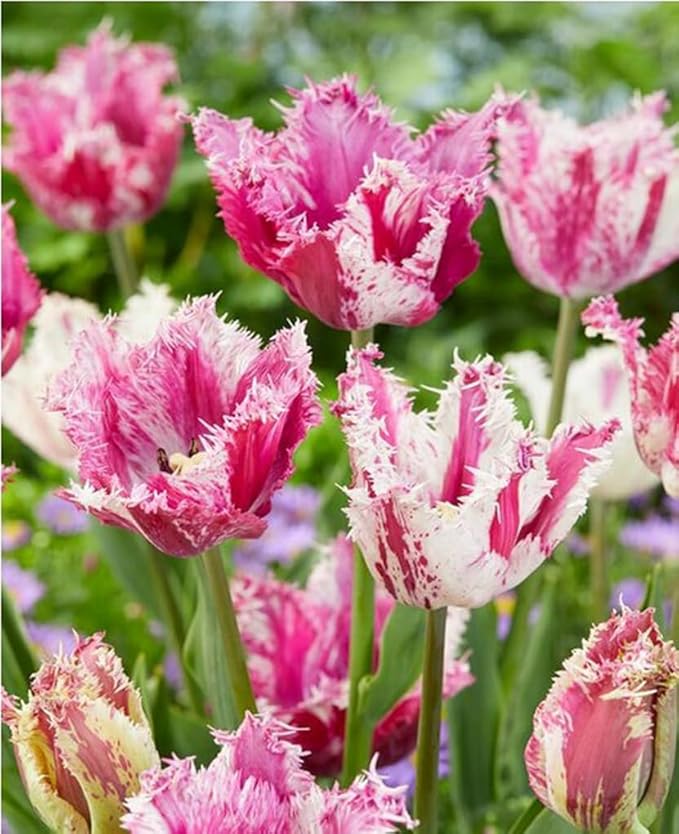 20PCS Rainbow Tulip Bulbs Fringed Mixture Tulips Flower Bulbs Fall Planting for Spring Blooms