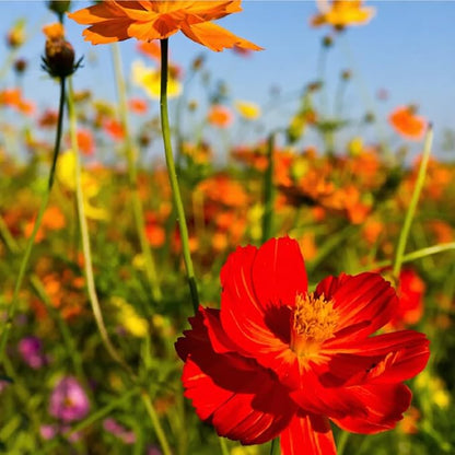 2000+ Mixed Cosmos Seeds for Planting-Cosmos Flower Seeds- Bright Lights Perennial Flower Seed for Outdoor Garden