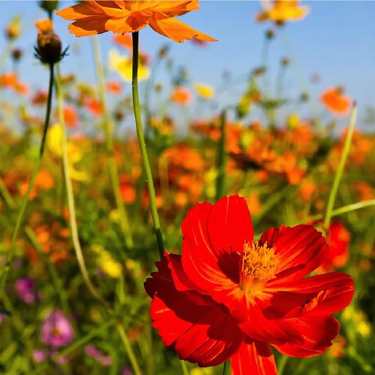 2000+ Mixed Cosmos Seeds for Planting-Cosmos Flower Seeds- Bright Lights Perennial Flower Seed for Outdoor Garden