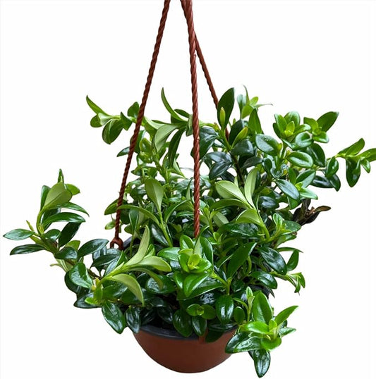 Goldfish Plant 6" Hanging Pot -Profuse Bloomer Plant