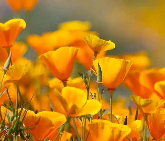 Exotic Strains of Poppy Seeds for Planting (200 Seeds Per Packet) - Easy to Grow, Ships Fron Iowa, USA (California Poppy)
