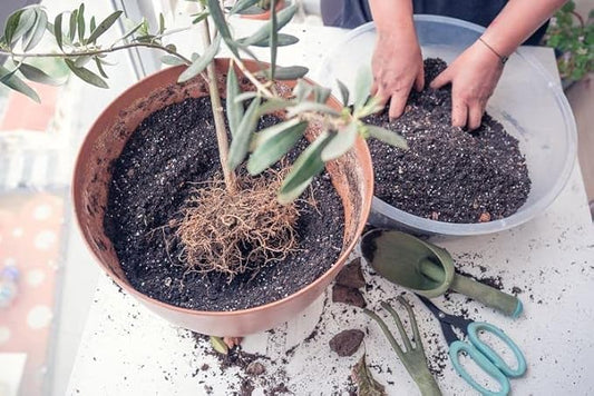 Gardenera Olive Tree Premium Potting Mix - Create a Mediterranean Paradise in Your Backyard - 4 Quart