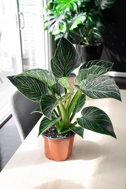 GARDENERA Philodendron Soil - Ideal Formula for Healthy and Lush Philodendron Growth - 3 QUARTS