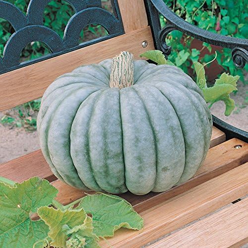 Park Seed Jarrahdale Pumpkin Seeds – Non-GMO Heirloom Blue-Green Baking Pumpkins from New Zealand, Rich Sweet Flesh for Pies & Storage, Decorative Ribbed Fruit, Pack of 25