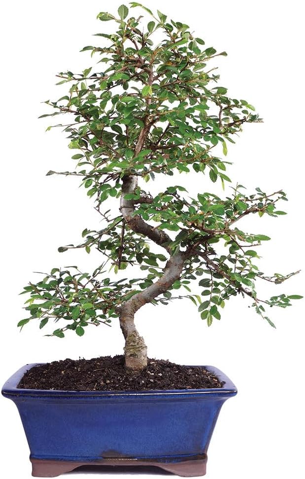 Brussel's Live Chinese Elm Outdoor Bonsai Tree - 15 Years Old; 14" to 18" Tall with Decorative Container